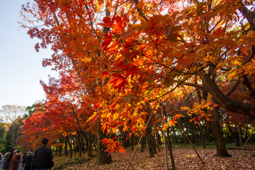 北の丸公園　秋