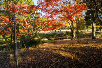 北の丸公園　秋