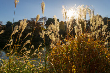 北の丸公園　秋