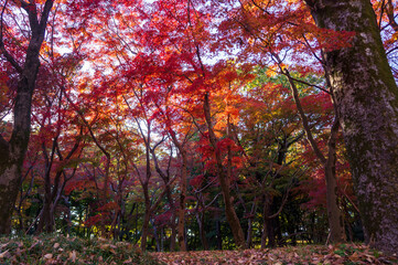 北の丸公園　秋