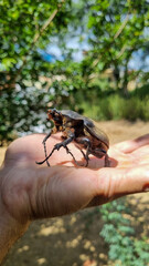 Insect