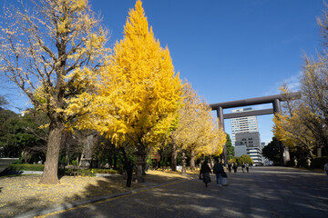 靖国神社　銀杏