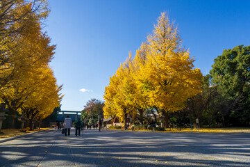 靖国神社　銀杏