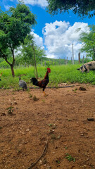 Fototapeta premium Rooster