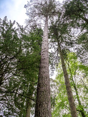 Fototapeta premium Tall Corsican pine trees, Pinus nigra laricio