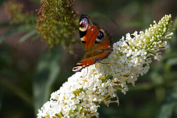 Butterfly  perched on Purple, pink flower at spring on a meadow, blooming flowers background with...