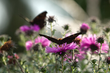 Butterfly  perched on Purple, pink flower at spring on a meadow, blooming flowers background with green grass sunlight, summer landscape of wild flowers and butter fly.