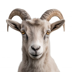 Obraz premium A goat with horns is staring at the camera