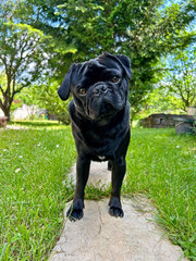 Black pug dog standing on stony path in green grassy garden.