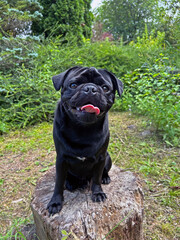 Black pug dog sitting on tree stump in green grassy garden.