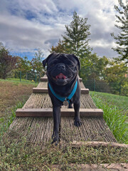 Black pug dog standing on a ramp in dog park, dog playground.