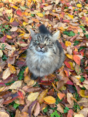 Cute adult cat sitting on colorful autumn leaves in garden or park.