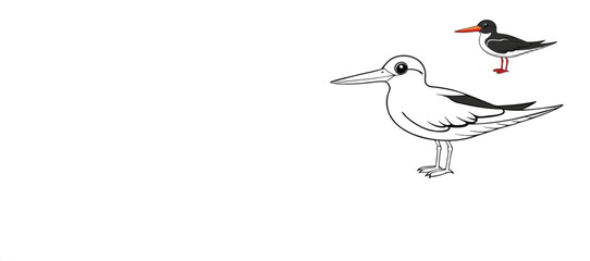 A black skimmer sea bird with striking black wings, white body, and bright orange bill. This graceful bird skims the water's surface, perfect for a fun coloring page!