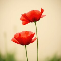 Obraz premium poppy flowers in field, red flowers, red poppy flower, poppy flowers in the field
