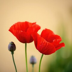 Obraz premium poppy flowers in field, red flowers, red poppy flower, poppy flowers in the field