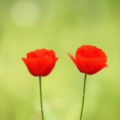 Obraz premium poppy flowers in field, red flowers, red poppy flower, poppy flowers in the field