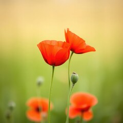 Fototapeta premium poppy flowers in field, red flowers, red poppy flower, poppy flowers in the field