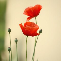 Obraz premium poppy flowers in field, red flowers, red poppy flower, poppy flowers in the field
