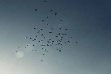 Volando