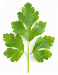 Vibrant green agrimony leaf, a medicinal plant, showcased on a white background with detailed venation