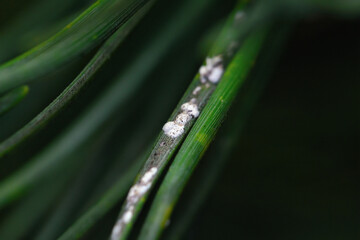 Woolly spots closeup, damaged spruce needles caused by adelgid pests, destructive impact on spruce trees in forest ecosystems. Damaged needles, harmful insects like pineus cembrae. Selective focus