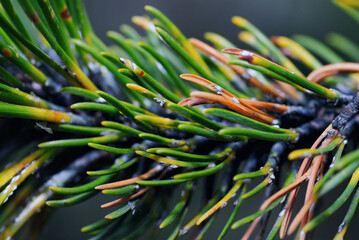 Woolly spots closeup, pest infestation with woolly adelgid insects damaging spruce trees, closeup...