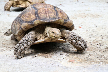 Big Turtles at the Zoo