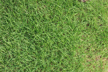 green grass background