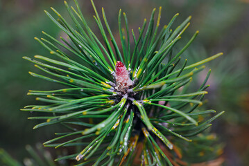 Fototapeta premium Woolly spots and sick fir needles caused by adelges pests detailed view, tree decline and insect infestation affecting spruce and conifer trees. Selective focus.