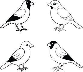 Black and White Sparrow Bird Line Art Illustration Set