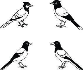 Black and White Stellar Jay Bird Line Art Illustration Set
