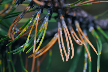 Dying spruce needles with white woolly spots, sucking sap insect chermes, woolly adelgid on sick...