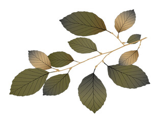 Vector beech branch on white background.  