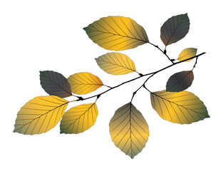 Fototapeta premium Vector beech branch on white background. 