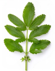 Galium aparine, also known as cleavers or goosegrass, is a herbaceous annual plant that belongs to the rubiaceae family