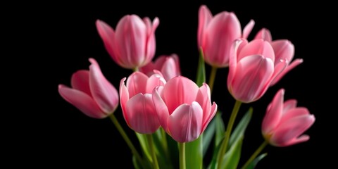 Fototapeta premium A delicate cluster of pale pink tulips bloom against a stark black backdrop, their velvety petals creating a soft, romantic contrast.