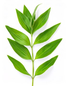 Studio shot of knotgrass - polygonum aviculare - stem displaying vibrant green leaves, isolated on a clean white background