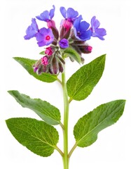 Lungwort - pulmonaria officinalis - in bloom, displaying vibrant purple and blue flowers with green leaves, isolated against a white backdrop