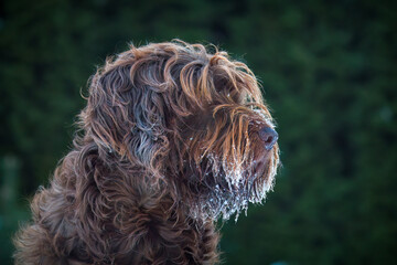 a portrait of a dog with a frozen beard, a pudelpointer, at a cold winter  morning