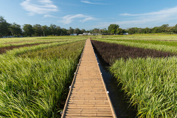 colorful variety type of rice field in sunset time