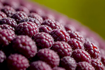 A blurry background reveals a close-up of a raspberry bunch.