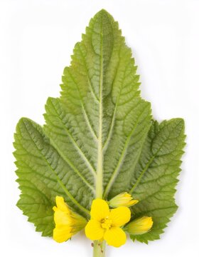 Medicinal plant with large green leaf and small yellow flowers, isolated on white background, representing herbal medicine and natural remedies