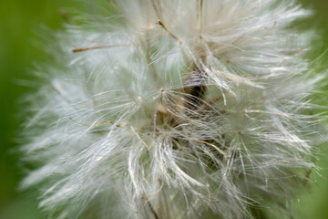 dandelion head closer macro