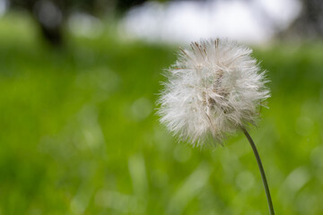 dandelion on grass close up with details
