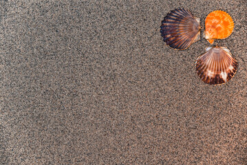 shell, sea, sea shells, beach, sand, background, summer, seashell, ocean, tropical, frame, nature, copy, texture, marine, natural, space, relaxation, travel, vacation, starfish, coast, caribbean beach