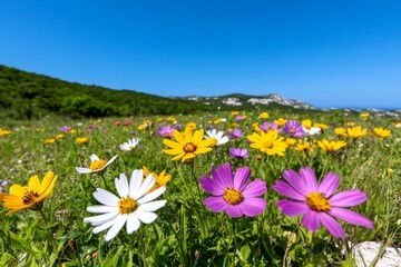 Fototapeta premium A vibrant field of wildflowers on a hillside, with a gentle breeze creating waves of color under a clear blue sky