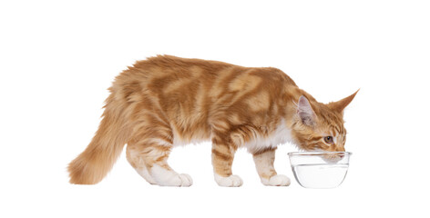 Super sweet red with white young Maine Coon cat, standing side ways drinking from a glas water...