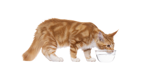 Super sweet red with white young Maine Coon cat, standing side ways drinking from a glas water bowl. Looking straight to camera, isolated cutout on a transparent background.