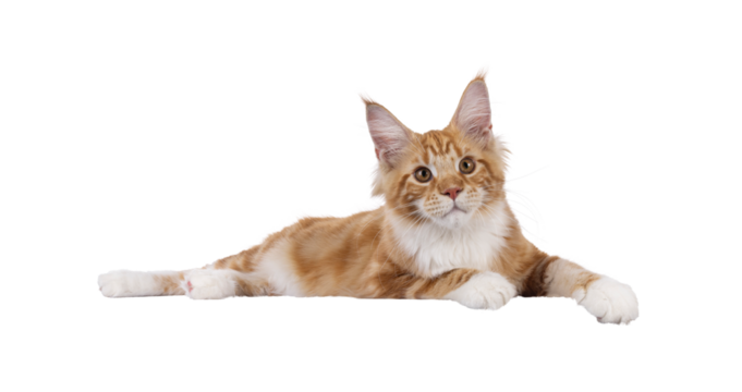 Super sweet red with white young Maine Coon cat, laying down side on an edge. Looking straight to camera, isolated cutout on a transparent background.