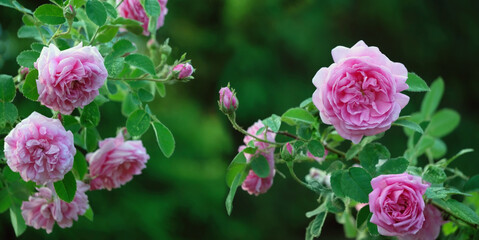 Beautiful blue Muscari flowers on spring meadow, floral abstract nature background. spring blossom season. Gentle colorful artistic nature image. close up. selective focus